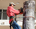 Tree Surgery Questions Image